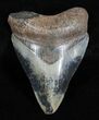 Multi-Colored, Serrated Megalodon Tooth - #3703-1
